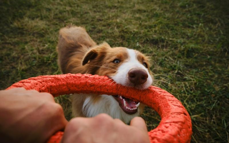 a dog biting a carrot